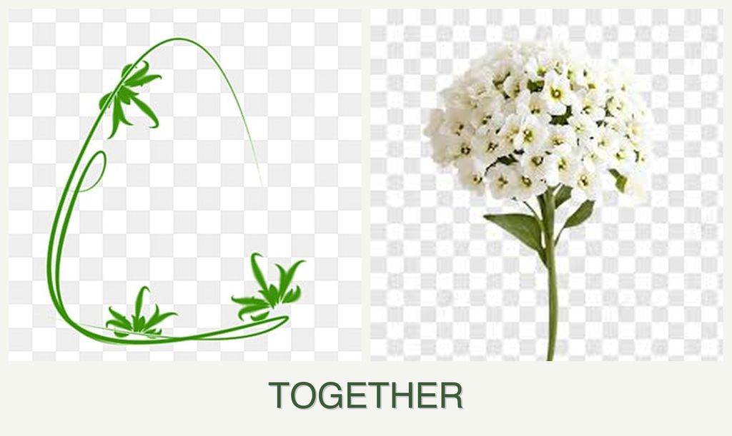 Can you plant tarragon and alyssum together?