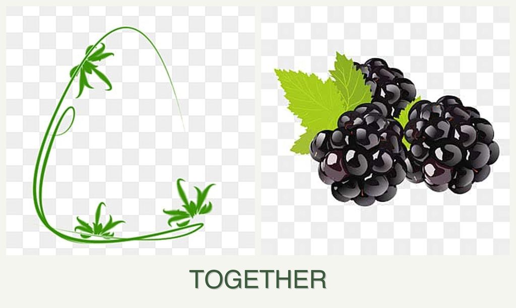 Can you plant tarragon and blackberries together?