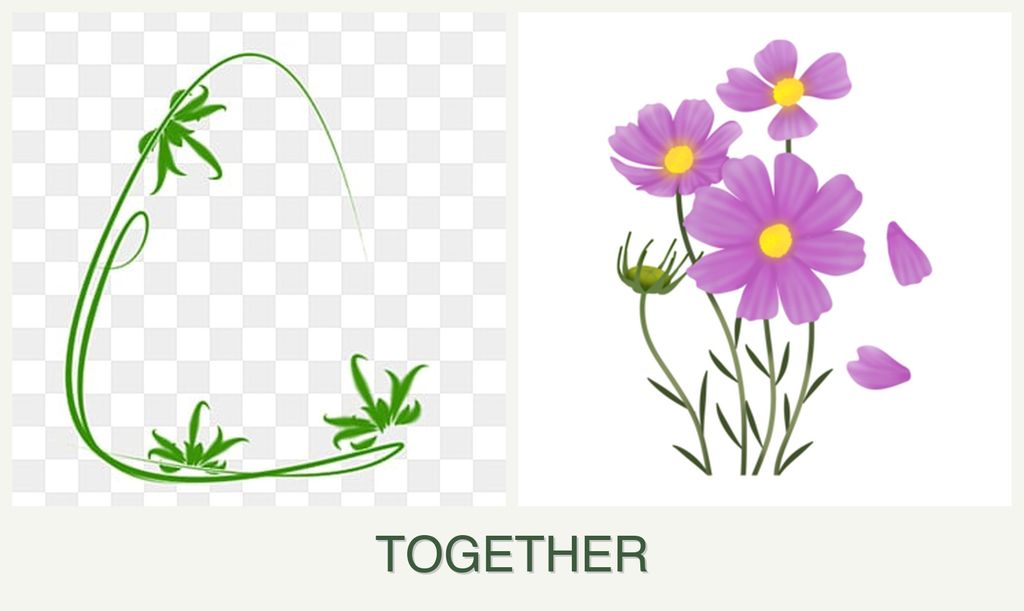 Can you plant tarragon and cosmos together?