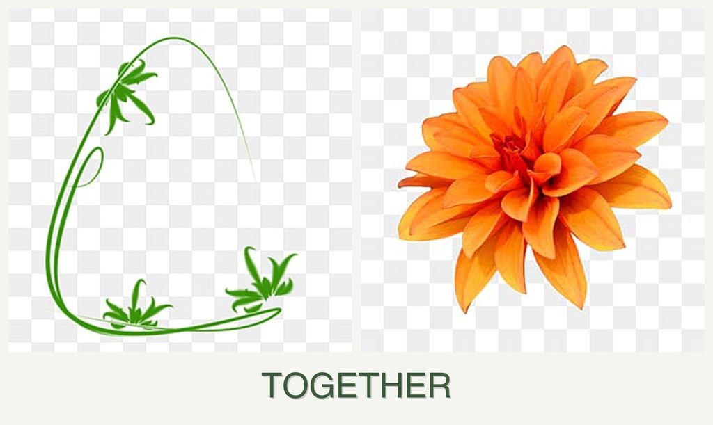 Can you plant tarragon and dahlias together?
