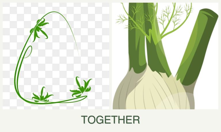 Can you plant tarragon and fennel together?