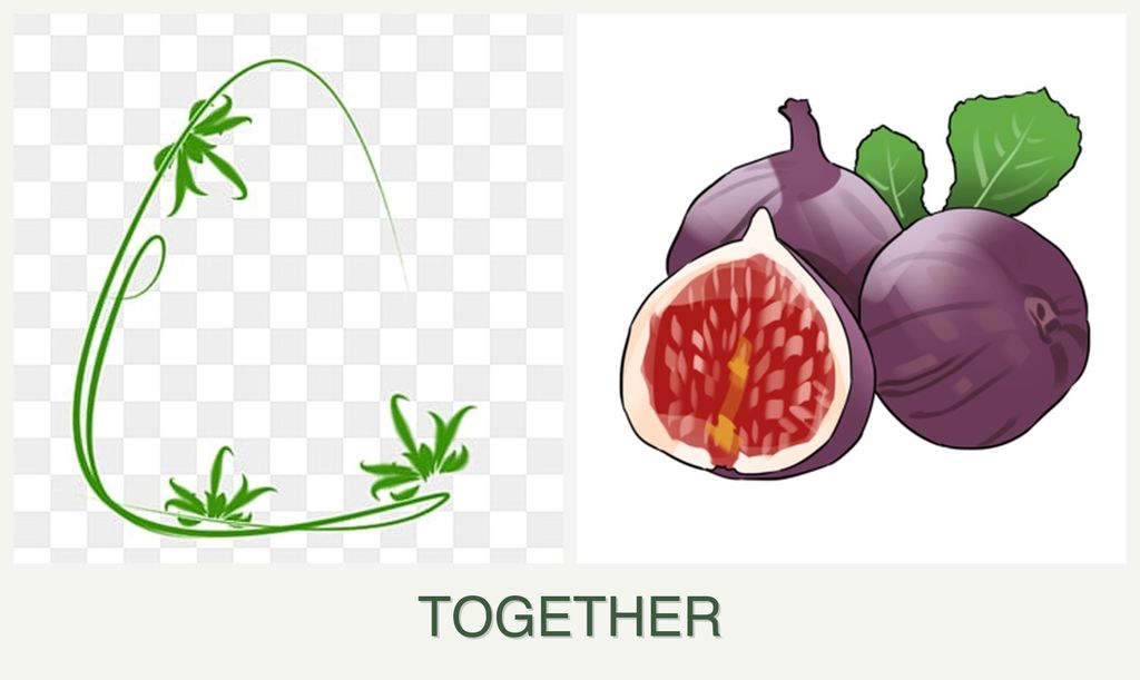 Can you plant tarragon and figs together?