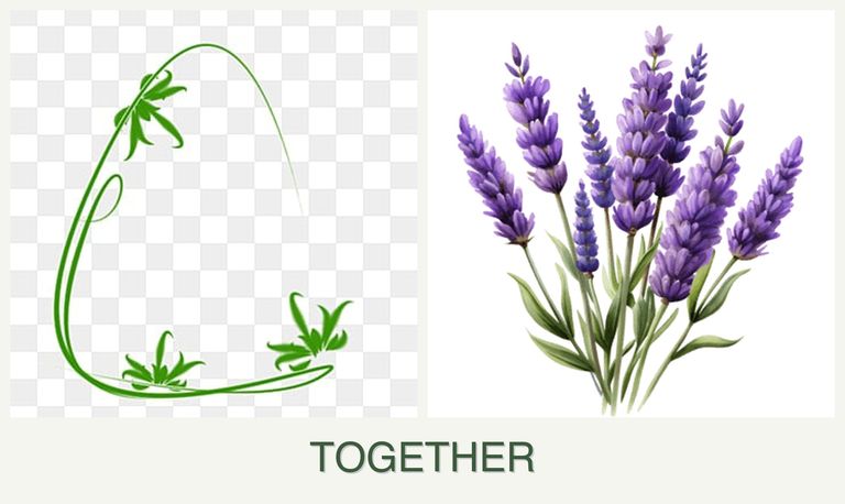 Can you plant tarragon and lavender together?