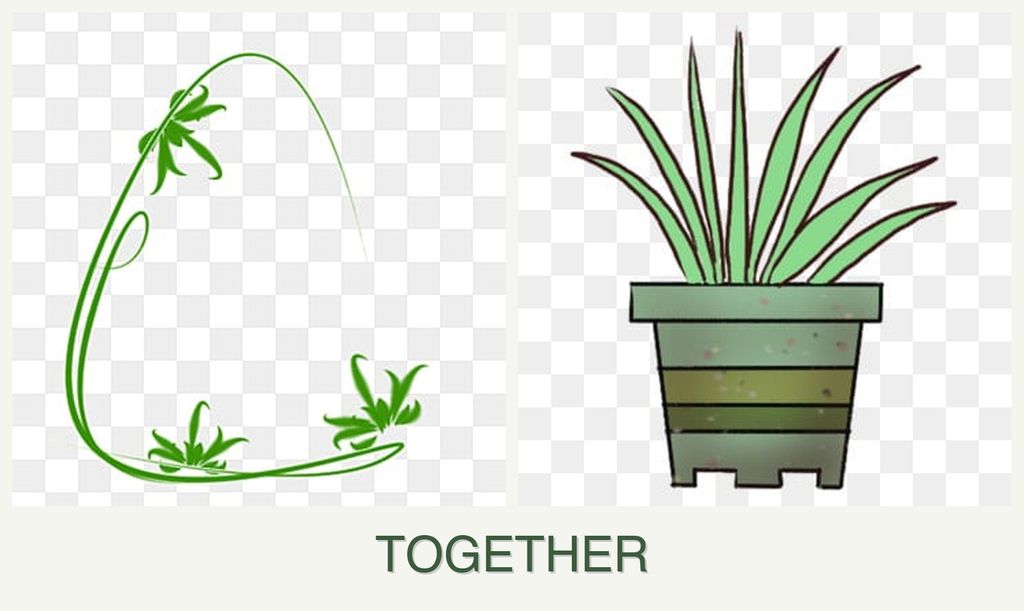Can you plant tarragon and lemongrass together?