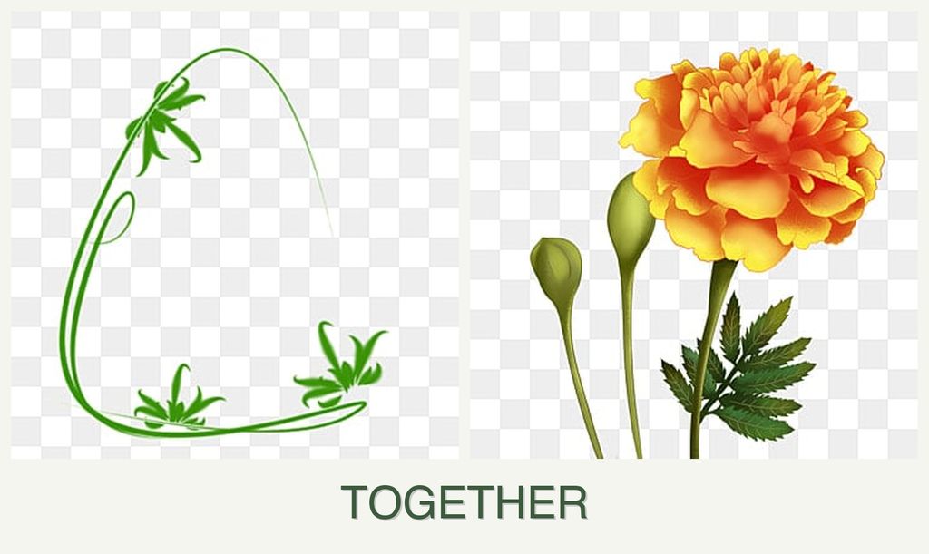 Can you plant tarragon and marigolds together?