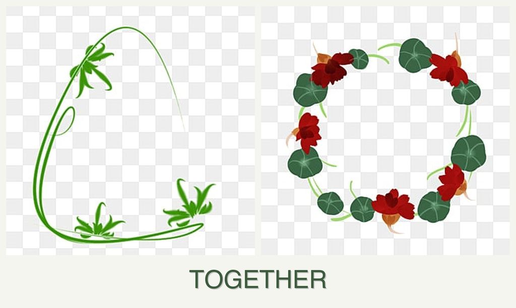 Can you plant tarragon and nasturtiums together?