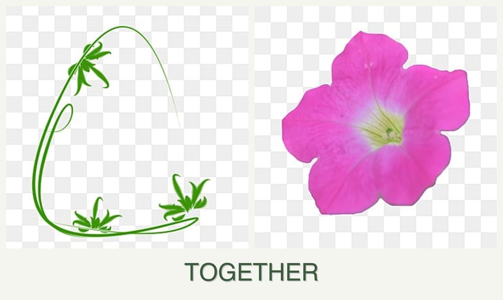 Can you plant tarragon and petunias together?