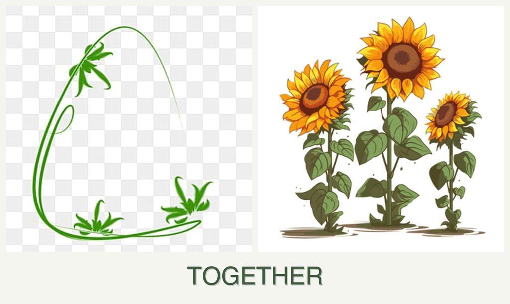 Can you plant tarragon and sunflowers together?