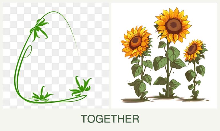 Can you plant tarragon and sunflowers together?