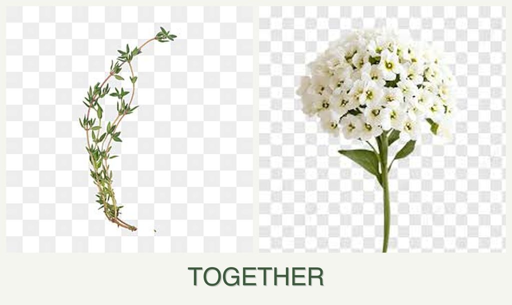 Can you plant thyme and alyssum together?