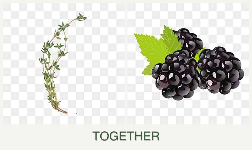 Can you plant thyme and blackberries together?