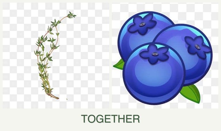 Can you plant thyme and blueberries together?