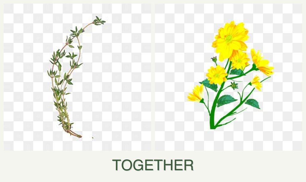 Can you plant thyme and calendula together?