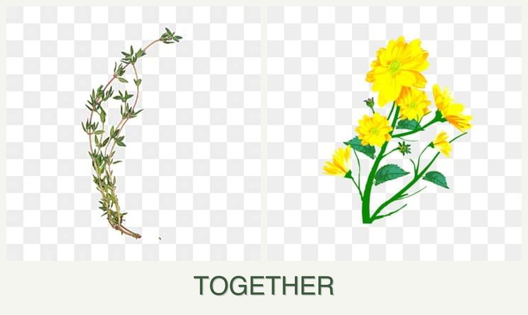 Can you plant thyme and calendula together?