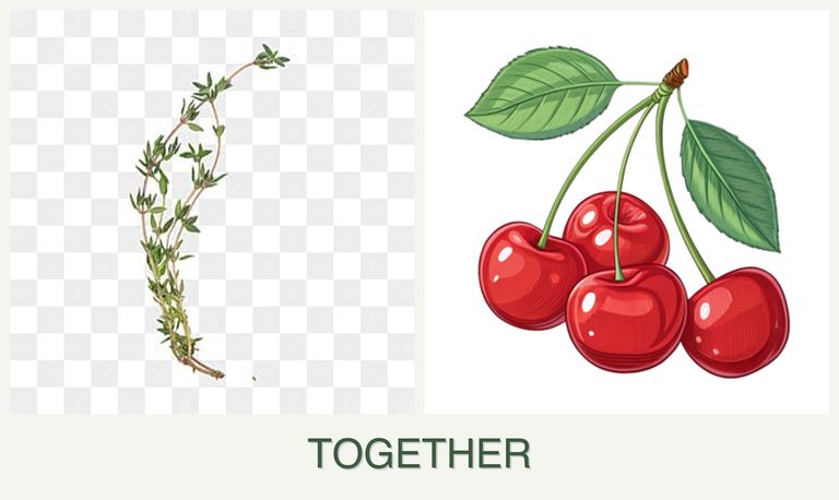 Can you plant thyme and cherries together?