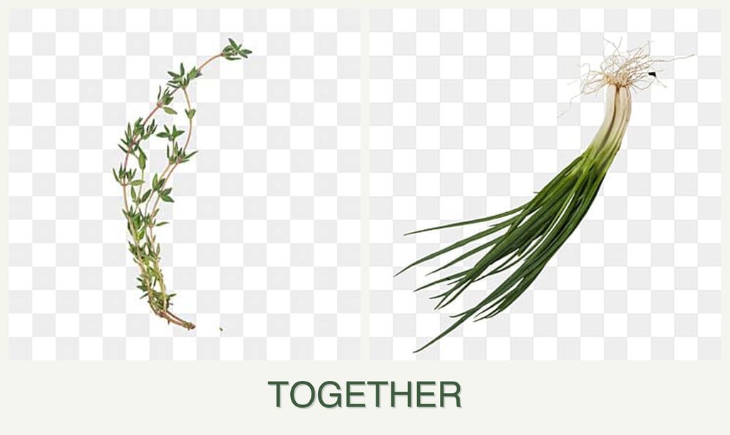 Can you plant thyme and chives together?