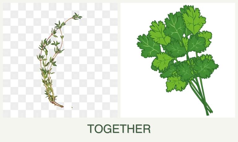 Can you plant thyme and cilantro together?