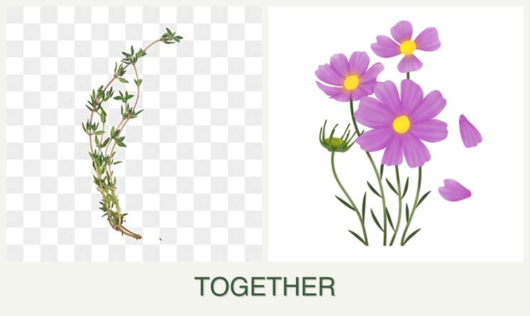Can you plant thyme and cosmos together?