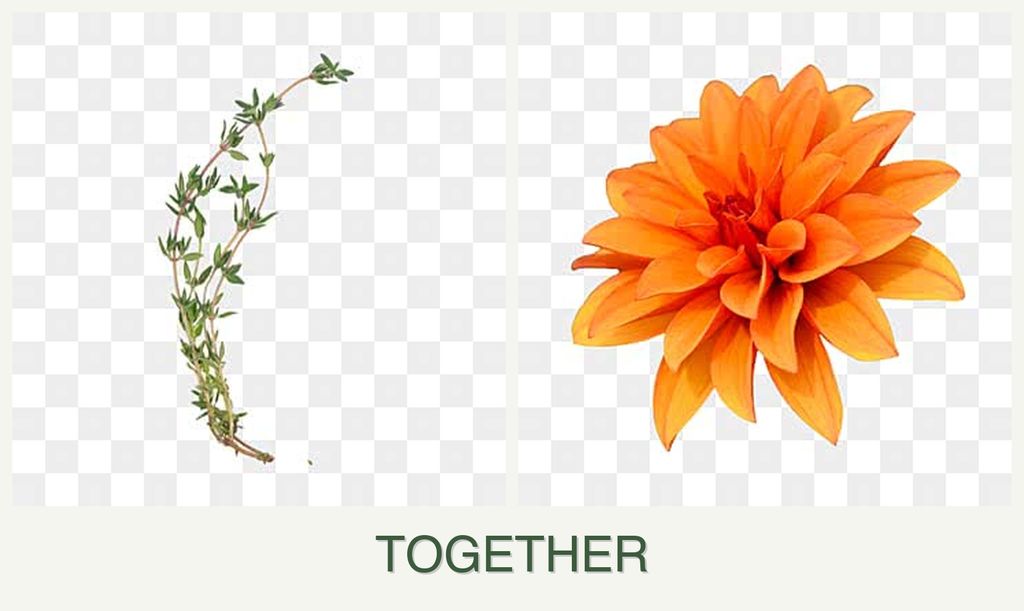 Can you plant thyme and dahlias together?