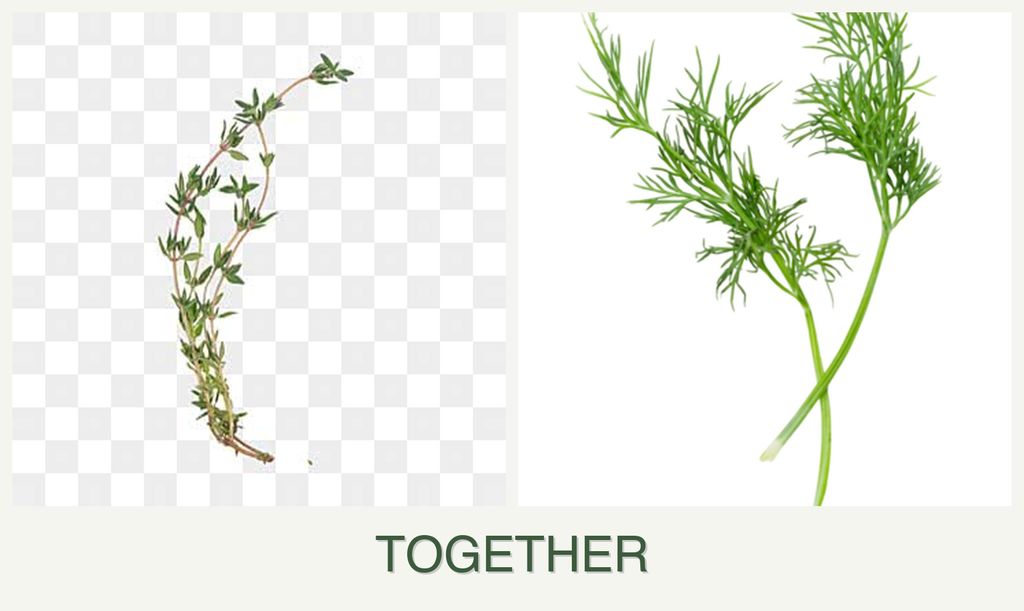 Can you plant thyme and dill together?