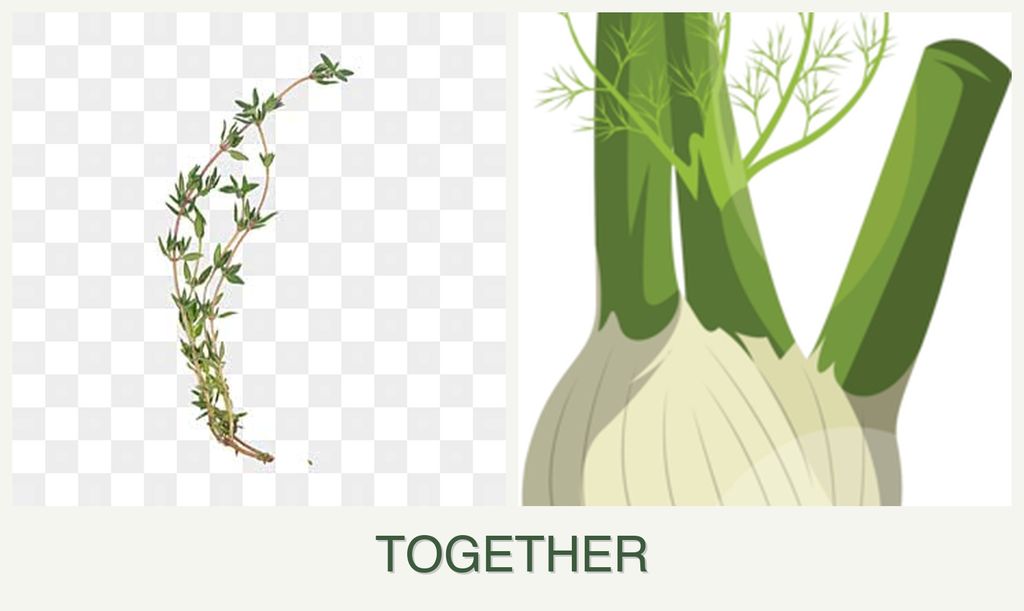 Can you plant thyme and fennel together?