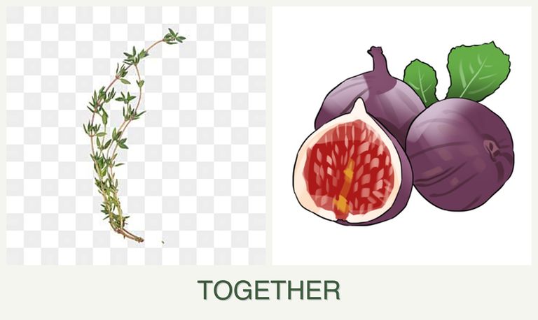 Can you plant thyme and figs together?