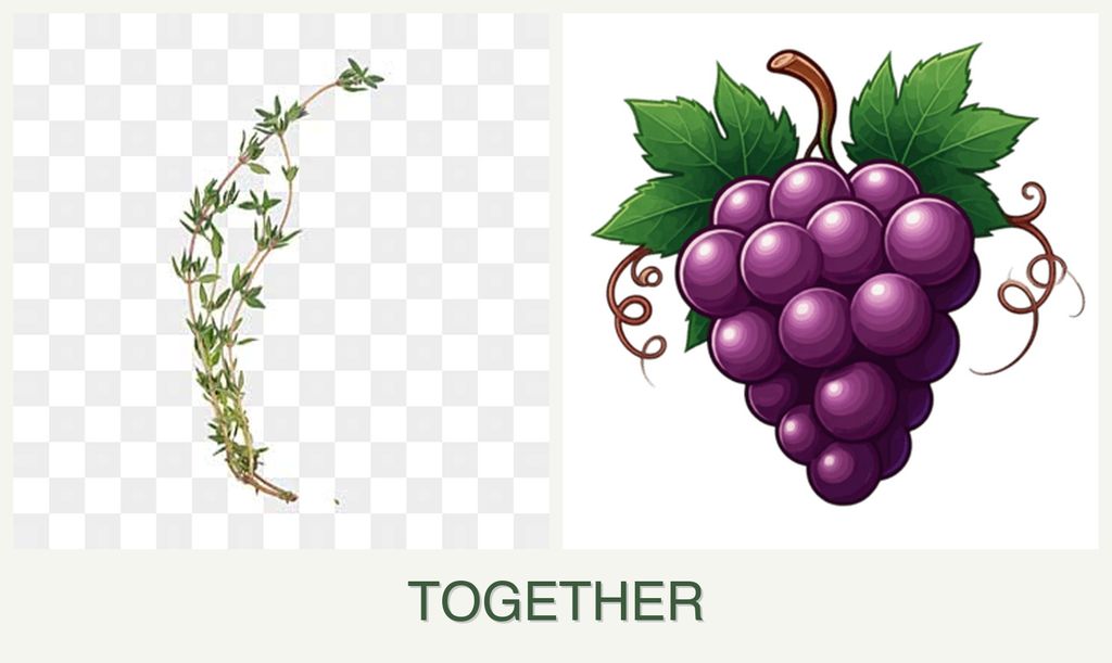Can you plant thyme and grapes together?