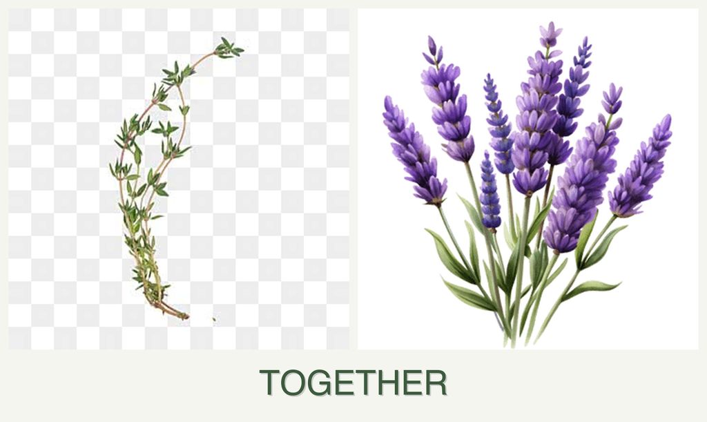 Can you plant thyme and lavender together?