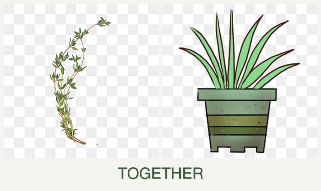 Can you plant thyme and lemongrass together?