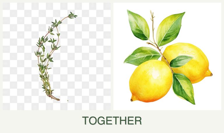 Can you plant thyme and lemons together?