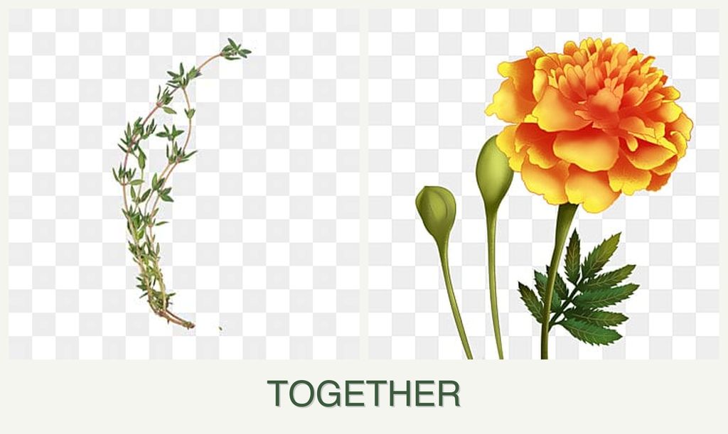 Can you plant thyme and marigolds together?
