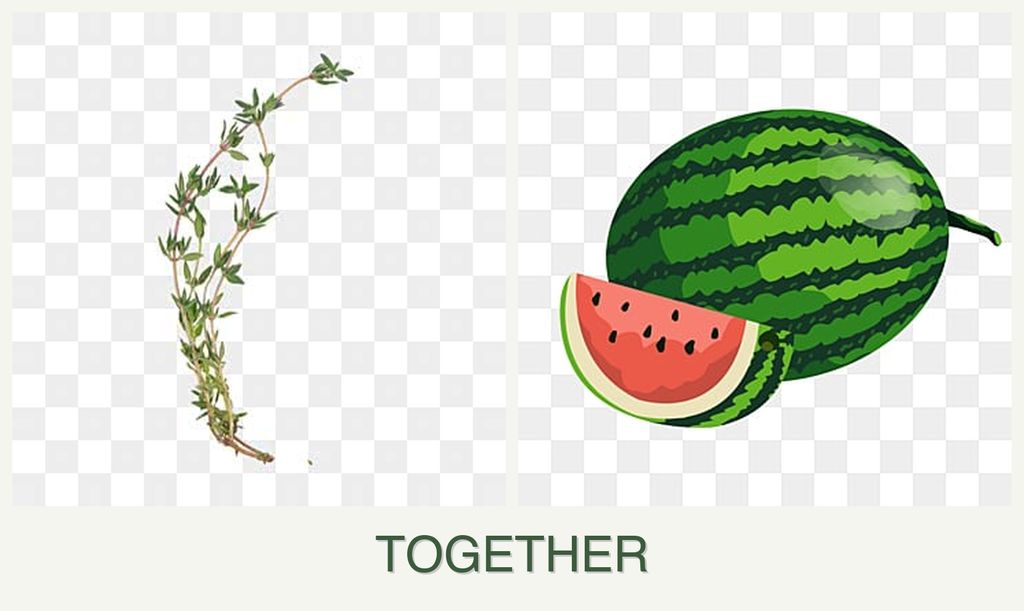 Can you plant thyme and melons together?