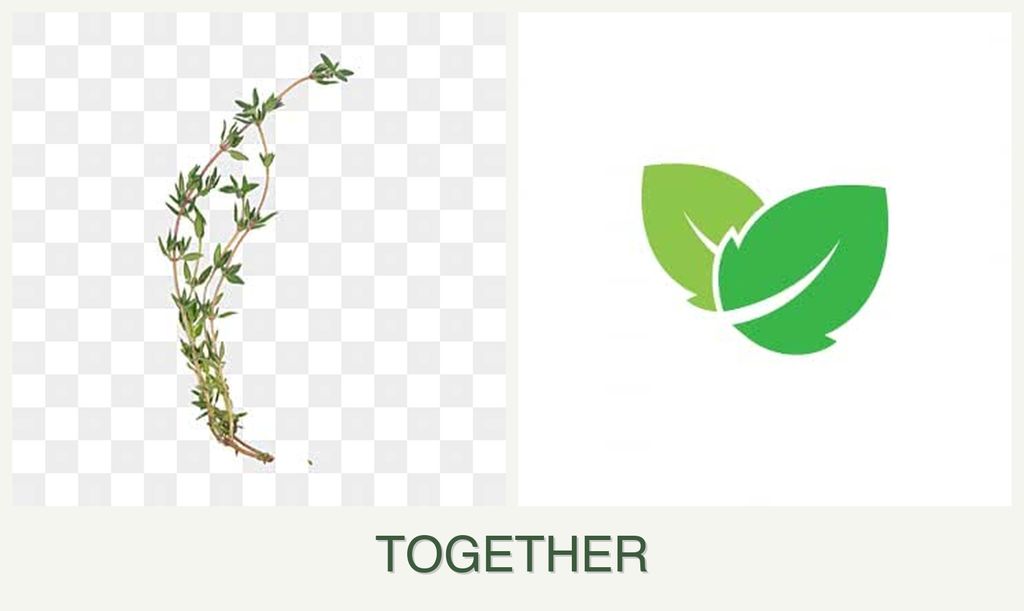 Can you plant thyme and mint together?