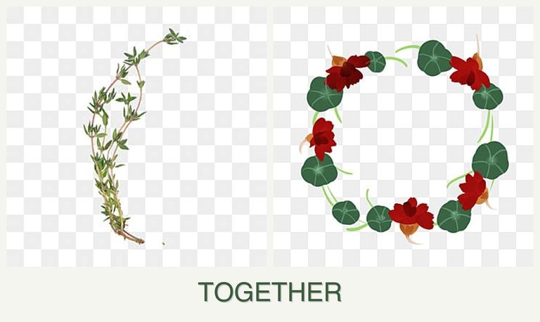 Can you plant thyme and nasturtiums together?