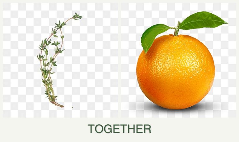 Can you plant thyme and oranges together?