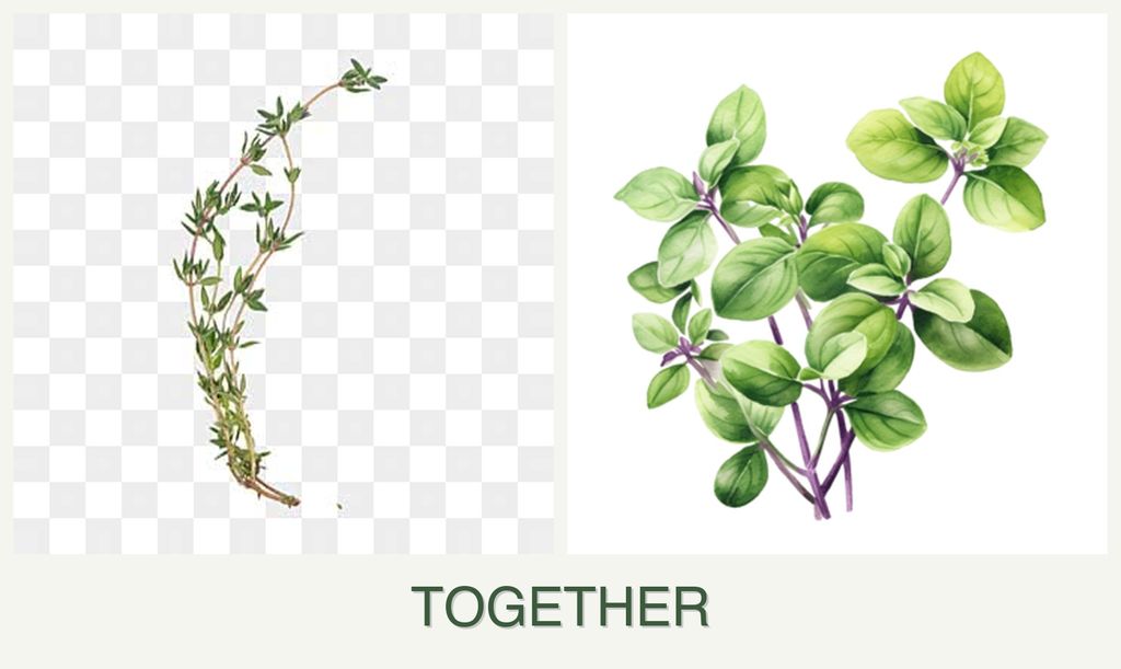 Can you plant thyme and oregano together?