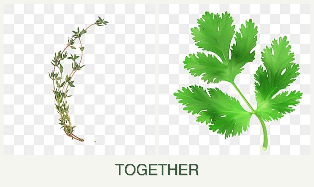 Can you plant thyme and parsley together?