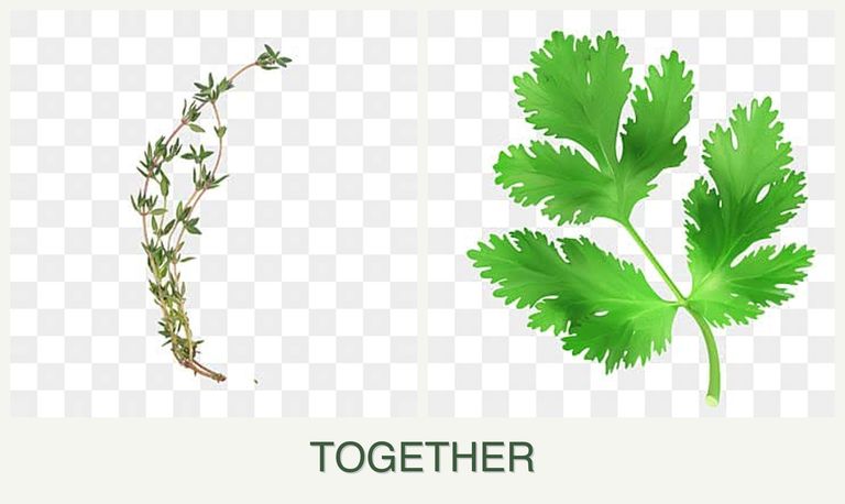 Can you plant thyme and parsley together?