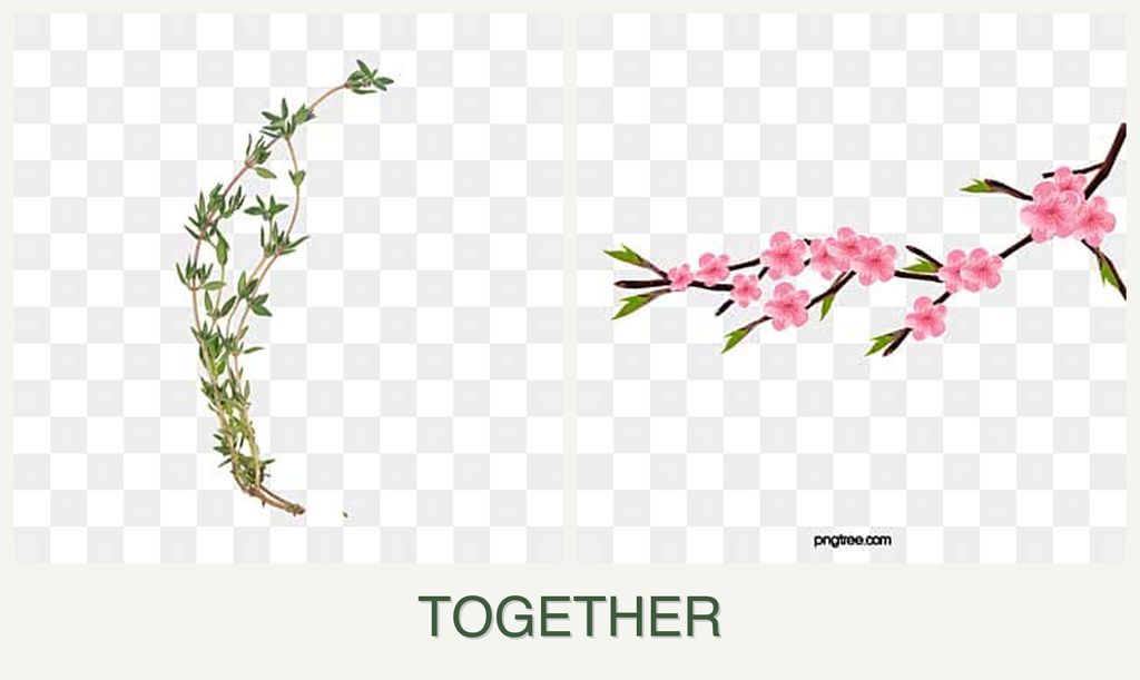 Can you plant thyme and peaches together?