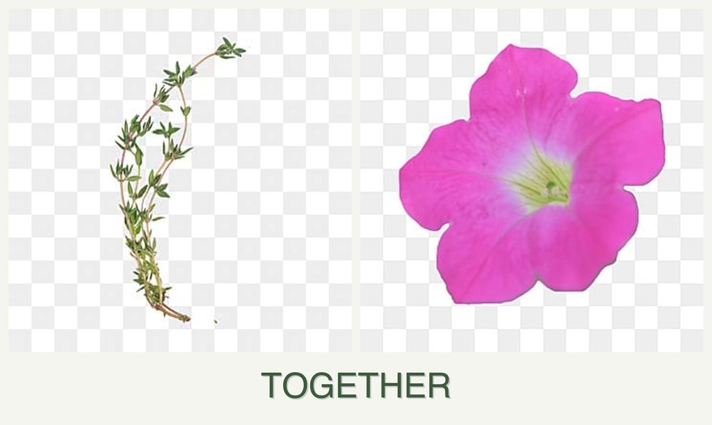 Can you plant thyme and petunias together?