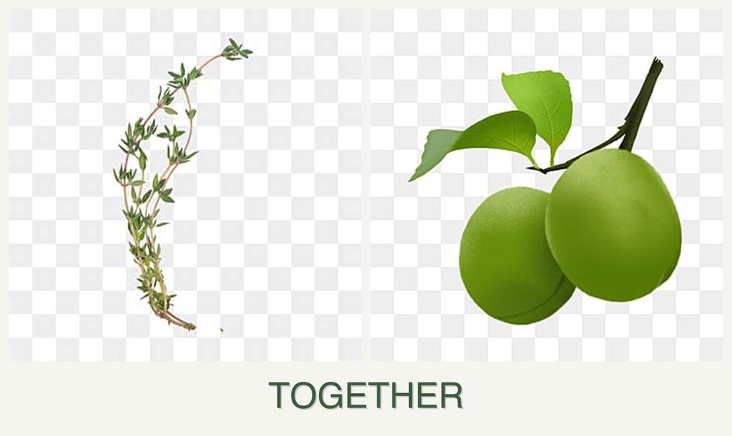 Can you plant thyme and plums together?