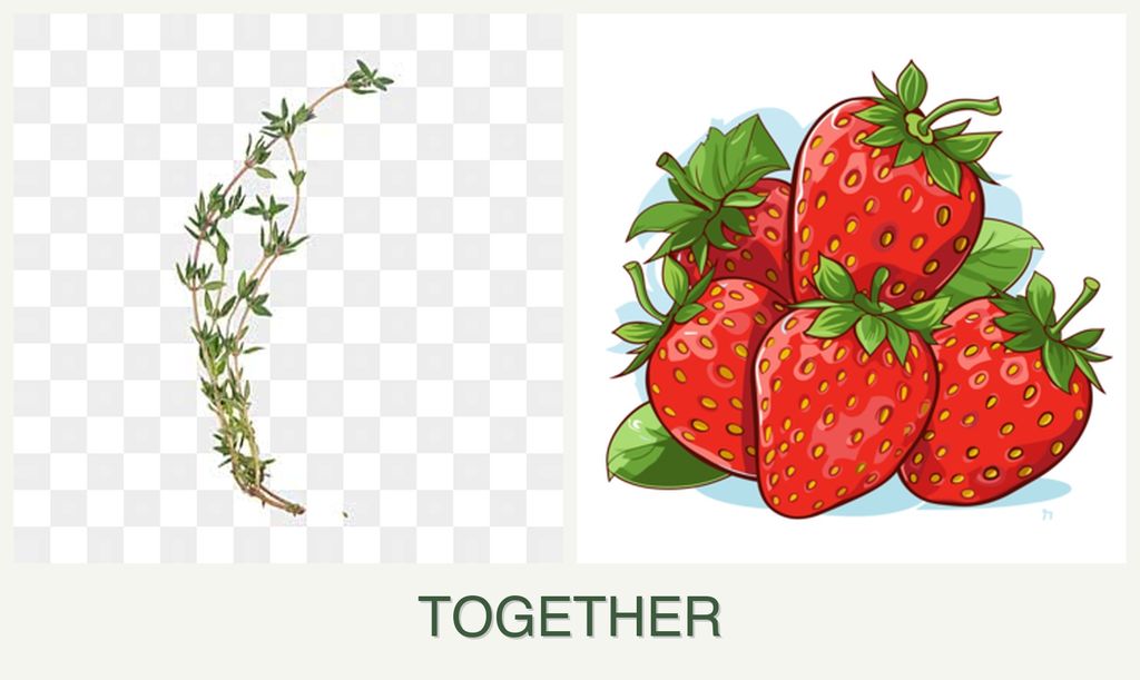 Can you plant thyme and strawberries together?