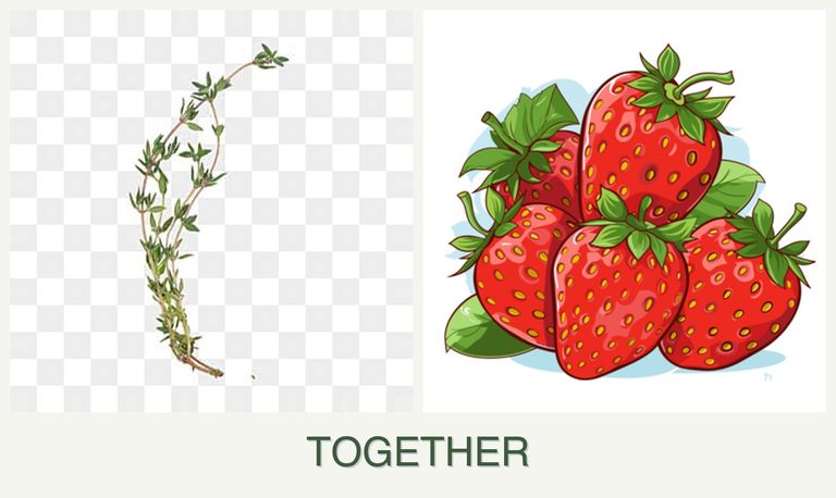 Can you plant thyme and strawberries together?