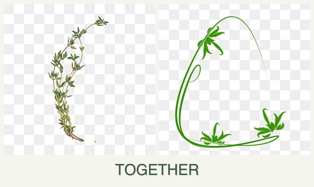 Can you plant thyme and tarragon together?