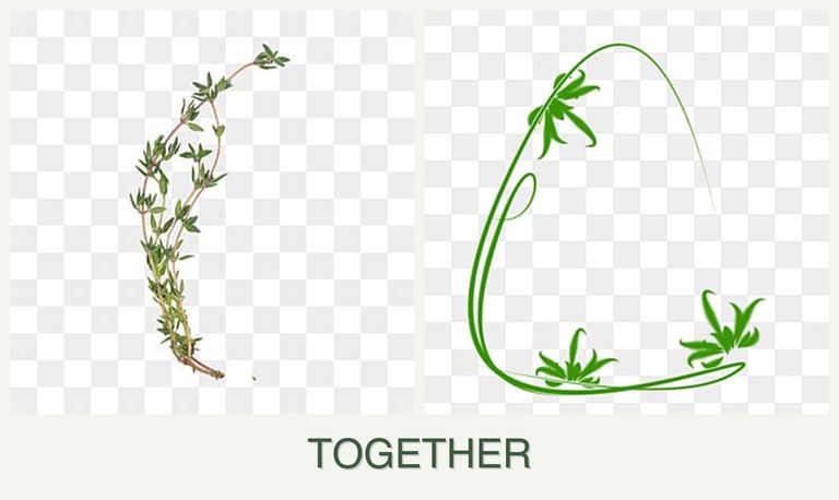 Can you plant thyme and tarragon together?