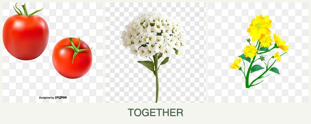 Can you plant tomatoes, alyssum and calendula together?