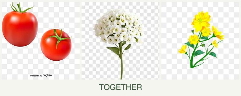 Can you plant tomatoes, alyssum and calendula together?