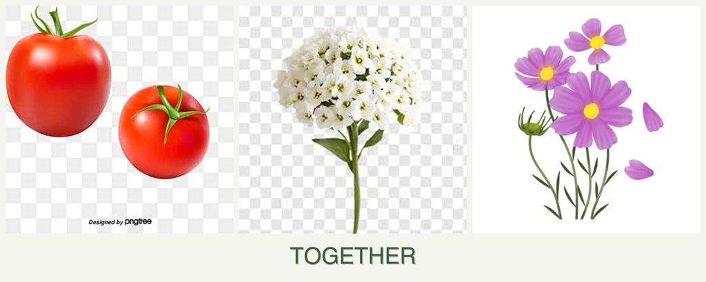 Can you plant tomatoes, alyssum and cosmos together?