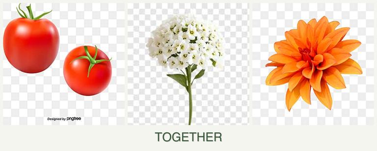 Can you plant tomatoes, alyssum and dahlias together?