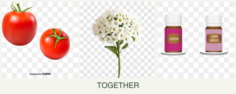 Can you plant tomatoes, alyssum and geraniums together?